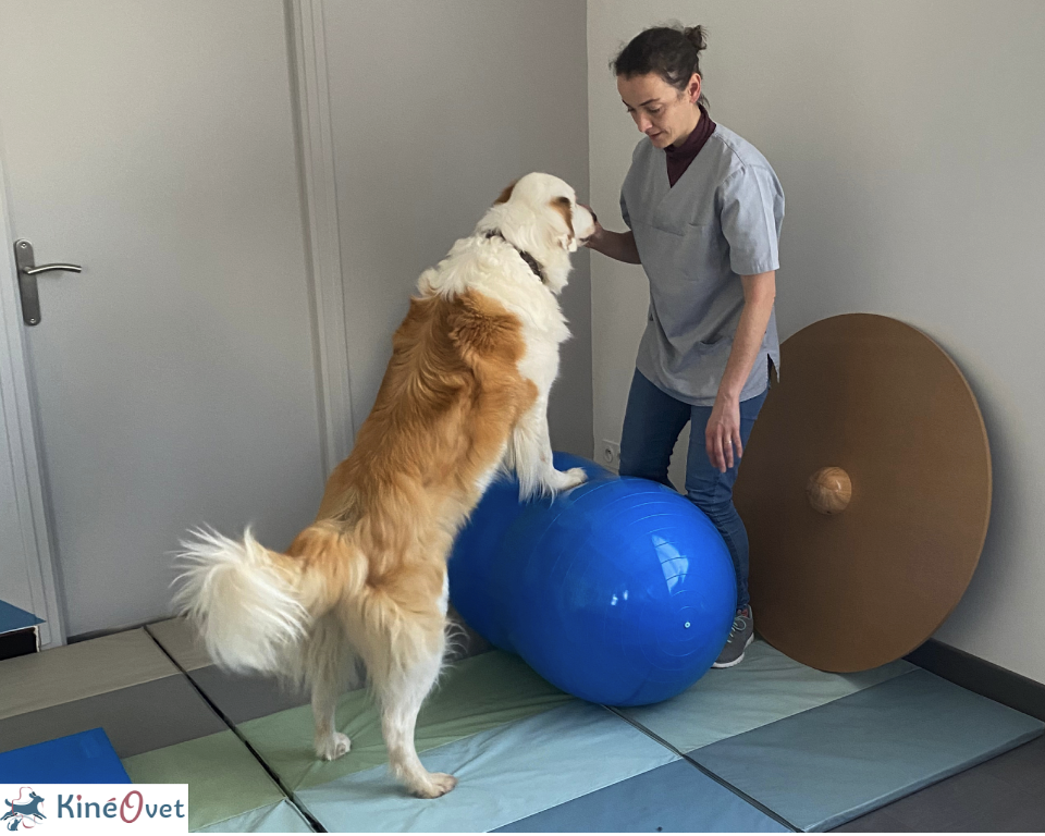 Travail de renforcement musculaire